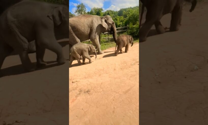 Adorable twin baby elephants are walking with their mom❤️ #babyelephant #elephant #cute #shorts