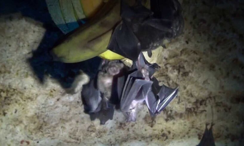 Animal Enrichment - Bats