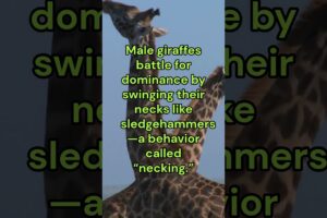Animal Fights #fact #interestingfacts #animals #fight #factshorts #animalshorts #trivia #funfacts