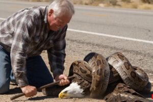 Animal Rescue: Eagle Rescued from Giant Python Attack