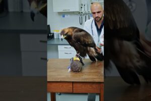 Animal Rescue Stories