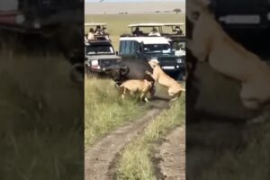Animal fight #lion #animals #wildlife #youtubeshorts #viral #shorts #trending #shortsfeed #hunting
