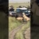 Animal fight #lion #animals #wildlife #youtubeshorts #viral #shorts #trending #shortsfeed #hunting