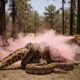 Animal rescue stories: Rescue the giraffe from the attack of the giant anconda.