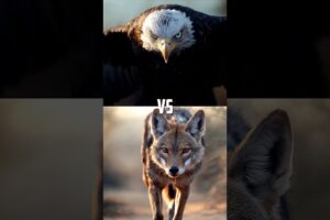 Animals Battle Arena! (Bald Eagle)