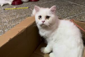 Awww ! Adorable Cats Having Fun playing Games Together! Best Animals video ! Cute Cats video