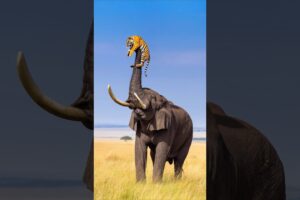 Baby Elephant in Danger: Tiger Attack Meets Furious Mother’s Wrath | #animalbattle #animalfight