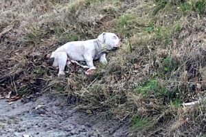 Beside His Fallen Friend, Exhausted and Desperate, But Still Refuses to Leave His Side