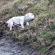 Beside His Fallen Friend, Exhausted and Desperate, But Still Refuses to Leave His Side