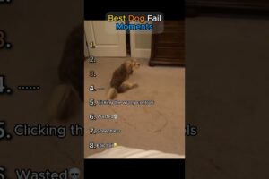 Best Dog Fail Moments😂 (Unbelievably Hilarious!!)