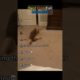 Best Dog Fail Moments😂 (Unbelievably Hilarious!!)