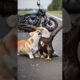 Biker Dog Fights Off Eagle to Save It's Owner! #animal #pets #rescue