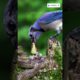 Blue Jay bird fights green snake bravely protects chicks. #animals #shortsvideo #shorts