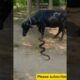 Buffalo vs Snake Fight – Shocking Moment as Snake Bites and Buffalo ! #WildlifeBattle #AnimalFight