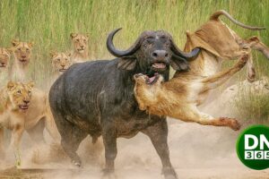 CRAZIEST Animal Fights of All Time Caught on Camera | Animal Fights