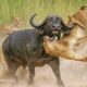 CRAZIEST Animal Fights of All Time Caught on Camera | Animal Fights