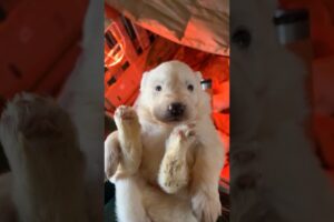 CUTEST PUPPY EVER! #puppy #puppies #dog #dogs #doglife #dogshorts #dogvideos #cute #animals #animal