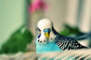 Calming Music For Birds || Budgies || Relaxing Music to Tame your Birds #2