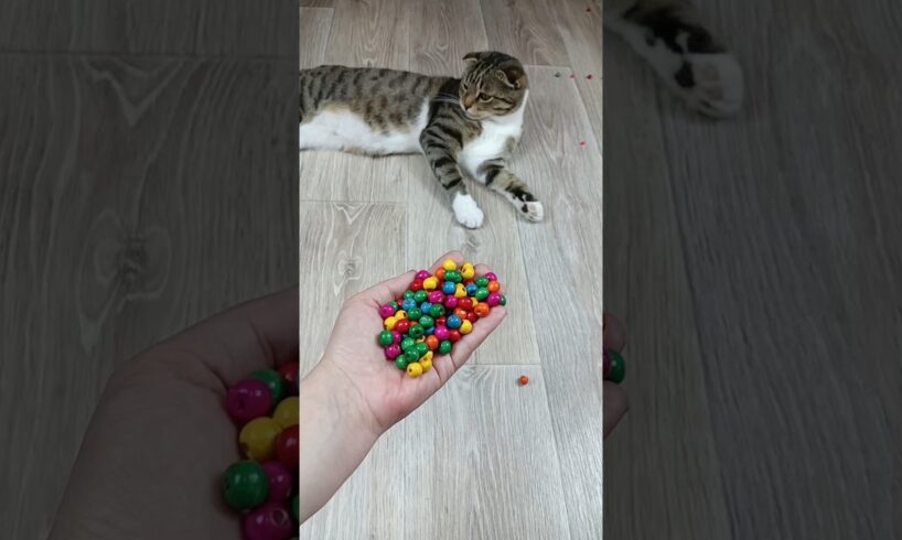 Cat Barsik Beads 📿 Domino Reverse Video #cat #catvideos #asatisfyingvideofamily #funny