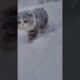 Cats love the snow, let’s see the animals playing in the snow #cat #cute #cutedog #funny