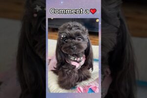 Choose your puppy! 🐶🐾😍 #aesthetic #dogs #cute #dog #puppies #satisfying #trending #shorts #viral