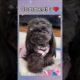 Choose your puppy! 🐶🐾😍 #aesthetic #dogs #cute #dog #puppies #satisfying #trending #shorts #viral