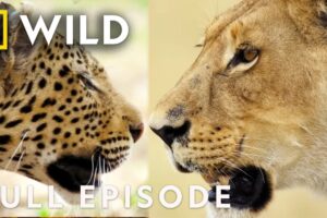 Clash of Queens: Lion vs. Leopard | Savage Kingdom Compilation | Nat Geo Animals