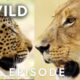 Clash of Queens: Lion vs. Leopard | Savage Kingdom Compilation | Nat Geo Animals