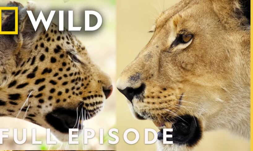 Clash of Queens: Lion vs. Leopard | Savage Kingdom Compilation | Nat Geo Animals