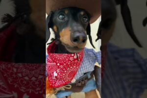 Cowboy Wiener Dog!