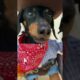 Cowboy Wiener Dog!