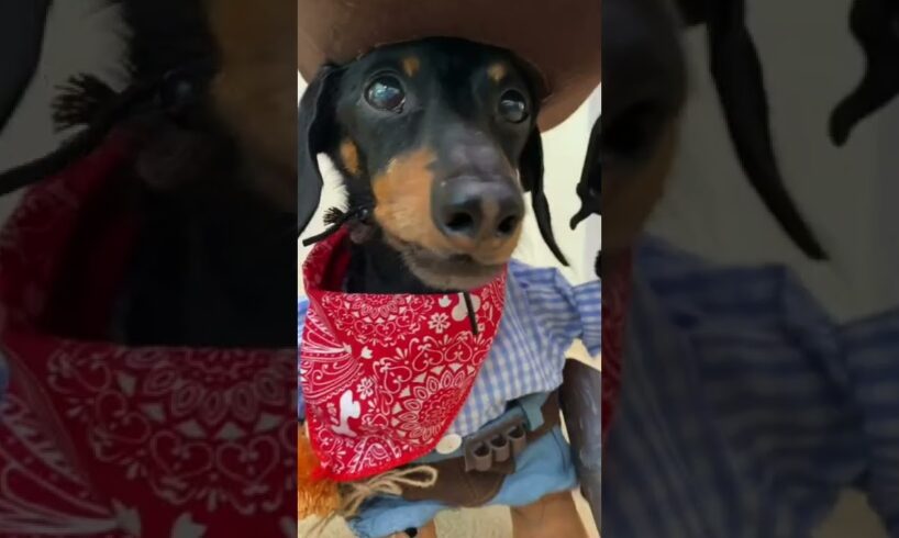 Cowboy Wiener Dog!