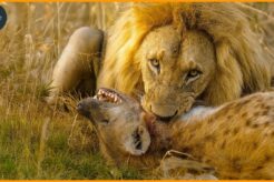 Craziest Lion Attacks Ever Caught On Camera | Wild Animals