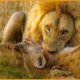Craziest Lion Attacks Ever Caught On Camera | Wild Animals