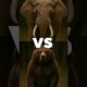 Crazy Animal fights🤯🫡#animals #fight #tiger #bear #ai #crazy #animal fight