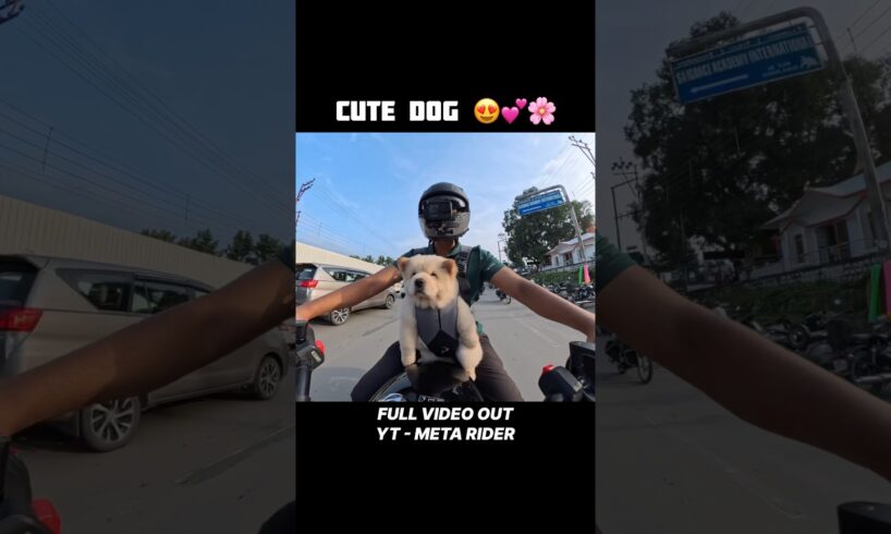 Cute Dog Motorcycle Ride 🥰✨ #cutedog #reaction #publicreaction #dogs #doglove