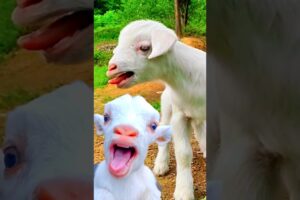 Cute Goat KID & Puppy 🥰❤️