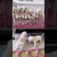 Cute Labrador puppies family 🐕 🐶#labrador #shorts #dogbreed #short #dog