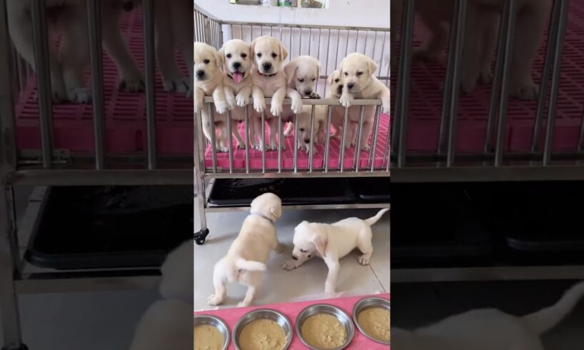 Cute Labrador puppies family 🐕 🐶#labrador #shorts #dogbreed #short #dog