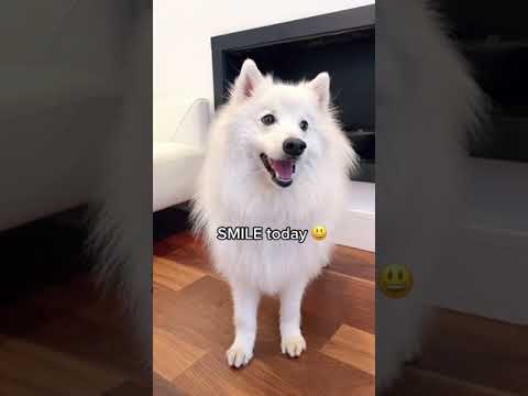 Cute Puppies Doing Funny Things, Cutest Puppies#222.