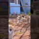 Cute Puppies Running #dog #puppy #dogs