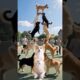Cute Puppies and Dance Videos 🐶 #puppies #dog #dogdance