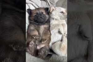 Cute Puppies of The Day Cuteness Overloaded 🐶😘😘 -EPS1305 #cutenessoverloaded