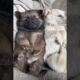 Cute Puppies of The Day Cuteness Overloaded 🐶😘😘 -EPS1305 #cutenessoverloaded