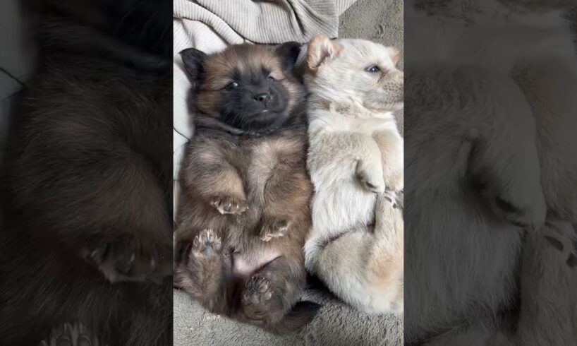 Cute Puppies of The Day Cuteness Overloaded 🐶😘😘 -EPS1305 #cutenessoverloaded