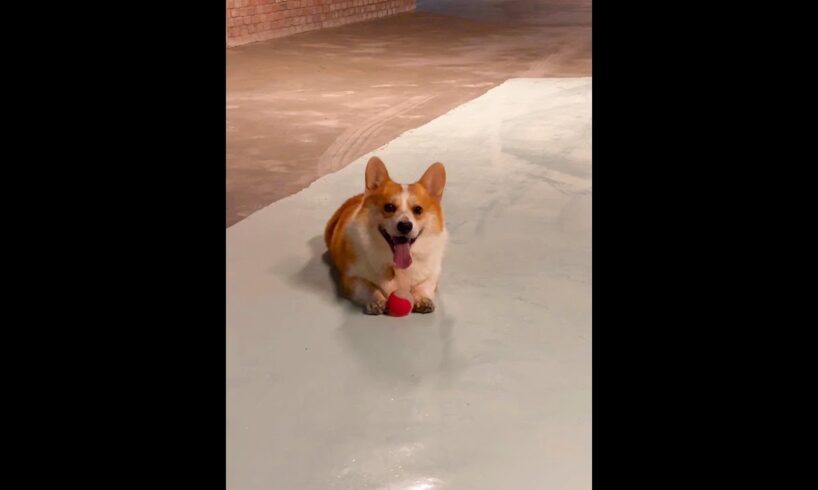 Cute Puppies 🥰♥ super funny Corgi ♥ #shorts #2025