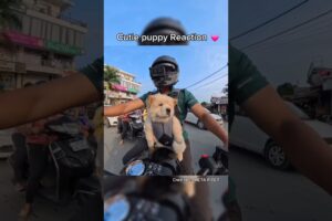 Cute Puppy Reaction 😍 #shortsfeed #puppy #bikelover #motovlog #motorcycle #ytshorts #viral