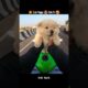 💥 Cute Puppy Ride Pe 🥰 #rider #motovlog #bikeride #bikelife #biker