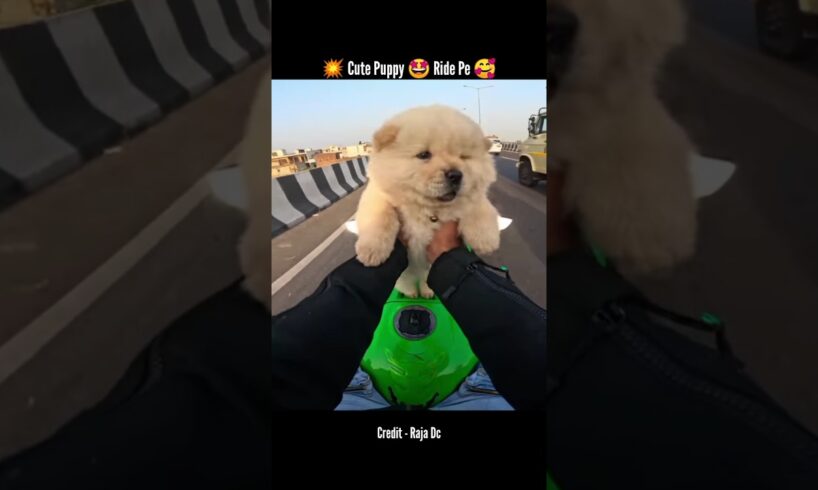 💥 Cute Puppy Ride Pe 🥰 #rider #motovlog #bikeride #bikelife #biker
