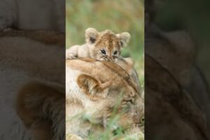 Cute lion cub playing with mother #lion #shorts #animals
